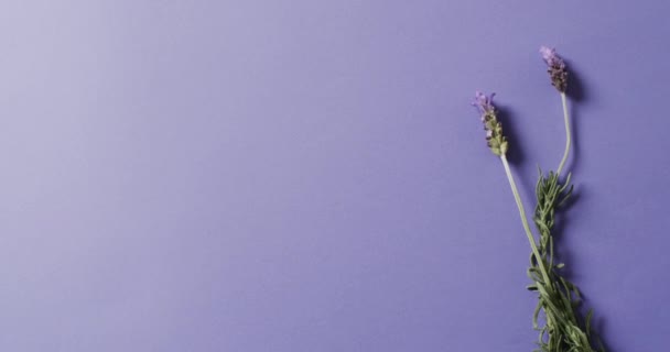Video Von Lavendelblüten Und Blättern Mit Kopierraum Auf Violettem Hintergrund — Stockvideo