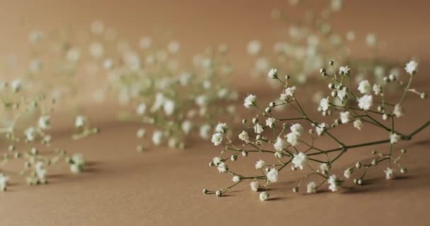 複数の白い花のビデオと背景のコピースペース — ストック動画