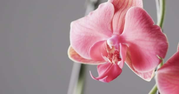グレーの背景にコピースペースを持つピンクの蘭の花の近くのマイクロビデオ マイクロフォト フラワー パターン テクスチャ カラーコンセプト — ストック動画
