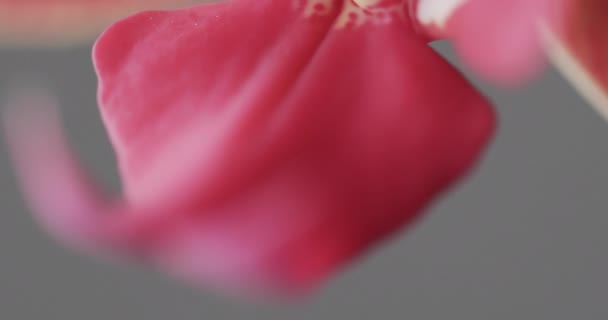 グレーの背景にコピースペースを持つピンクの蘭の花の近くのマイクロビデオ マイクロフォト フラワー パターン テクスチャ カラーコンセプト — ストック動画