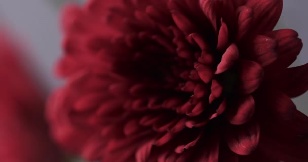 Micro Βίντεο Από Κοντά Του Κόκκινου Λουλουδιού Χώρο Αντιγραφής Μικροφωτογραφία — Αρχείο Βίντεο