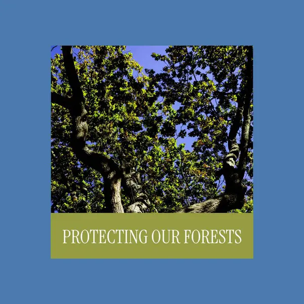 Kompozyt Ochrony Naszych Lasów Tekst Dołu Widok Drzew Rosnących Lasach — Zdjęcie stockowe