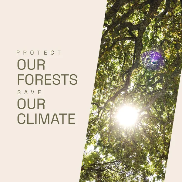 Kompozyt Ochrony Naszych Lasów Zapisać Nasz Tekst Klimatu Słońce Świecące — Zdjęcie stockowe