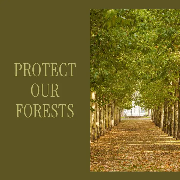 Kompozyt Ochrony Naszych Lasów Tekst Spokojny Widok Drzew Rosnących Rzędzie — Zdjęcie stockowe