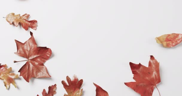 ハロウィーンの秋の葉のビデオ白い背景のコピースペース ハロウィーン お祝いのコンセプト — ストック動画