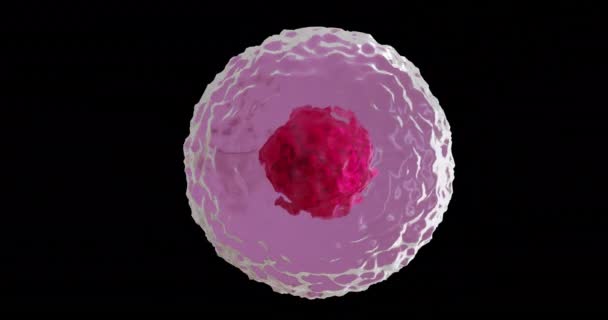 黒い背景に赤とピンクの細胞のマイクロのアニメーション グローバルサイエンス 医学コンセプトデジタル生成ビデオ — ストック動画
