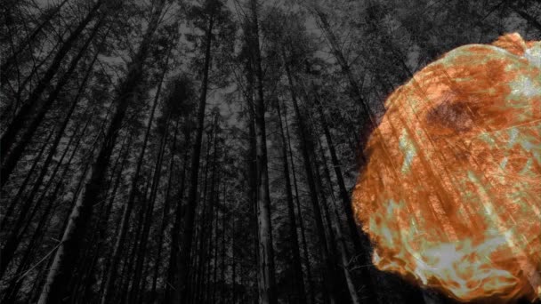 Анимация Огненного Пламени Над Трессом Лесу Природный Феномен Огонь Природа — стоковое видео