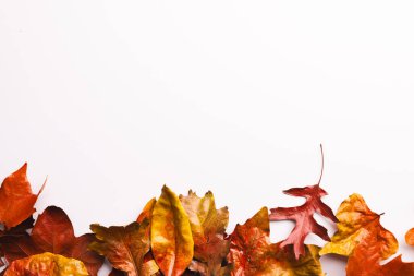 Sonbahar yaprakları beyaz arkaplanda kopyalama alanı ile. Sonbahar, sonbahar, cadılar bayramı, gelenek ve kutlama konsepti.