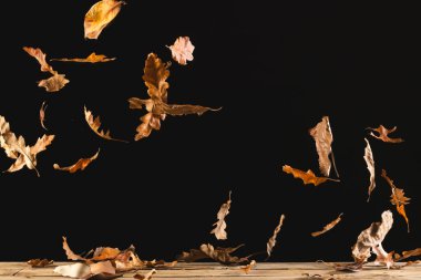 Sonbahar yaprakları siyah arkaplanda fotokopi alanı ile düşüyor. Sonbahar, sonbahar, cadılar bayramı, gelenek ve kutlama konsepti.