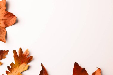 Sonbahar yaprakları beyaz arkaplanda kopyalama alanı ile. Sonbahar, sonbahar, cadılar bayramı, gelenek ve kutlama konsepti.