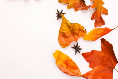 Sonbahar yaprakları ve beyaz arkaplanda kopyalama alanı olan anason yıldızları. Sonbahar, sonbahar, cadılar bayramı, gelenek ve kutlama konsepti.