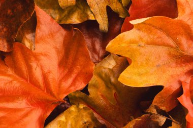 Renkli sonbahar yaprakları birbirinin üstünde uzanıyor. Sonbahar, sonbahar, cadılar bayramı, gelenek ve kutlama konsepti.