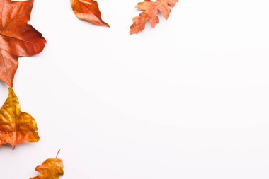 Sonbahar yaprakları beyaz arkaplanda kopyalama alanı ile. Sonbahar, sonbahar, cadılar bayramı, gelenek ve kutlama konsepti.