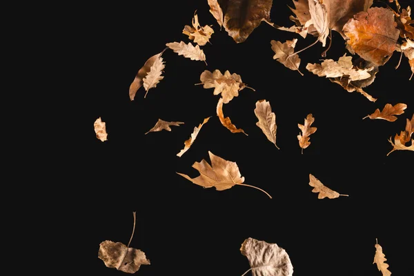 Φθινοπωρινά Φύλλα Πέφτουν Αντίγραφο Χώρου Μαύρο Φόντο Φθινόπωρο Φθινόπωρο Απόκριες — Φωτογραφία Αρχείου
