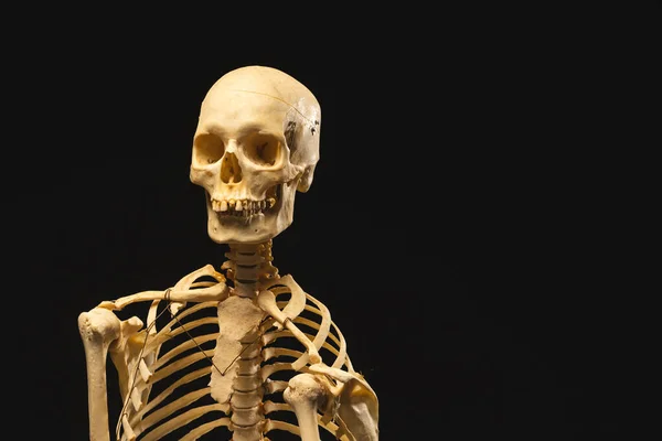 Пластиковый Скелет Копировальным Пространством Черном Фоне Осень Осень Хэллоуин Традиция — стоковое фото