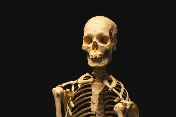 Пластиковый Скелет Копировальным Пространством Черном Фоне Осень Осень Хэллоуин Традиция — стоковое фото