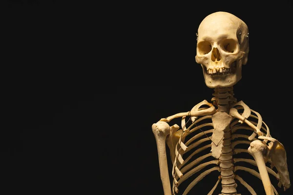黒い背景のコピースペースを備えたプラスチック製の骨格 ハロウィーン お祝いのコンセプト — ストック写真