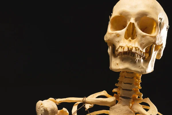 Plastikowy Szkielet Przestrzenią Czarnym Tle Jesień Jesień Halloween Tradycja Koncepcja — Zdjęcie stockowe