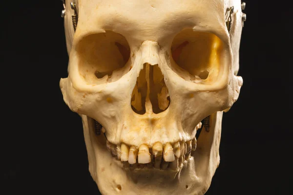 Crâne Plastique Avec Espace Copie Sur Fond Noir Automne Automne — Photo