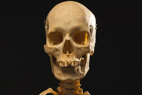 Squelette Plastique Avec Espace Copie Sur Fond Noir Automne Automne — Photo