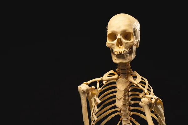 黒い背景のコピースペースを備えたプラスチック製の骨格 ハロウィーン お祝いのコンセプト — ストック写真