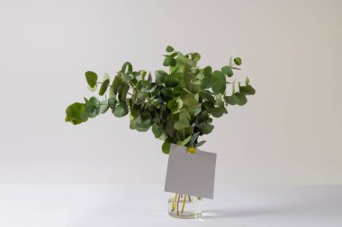 Yapraklı yeşil bitki dalları ve beyaz arka planda kopyalama alanı olan beyaz kart. Bitki, şekil, doğa ve renk kavramı.