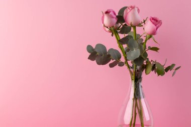 Cam vazoda pembe güller ve pembe arka planda kopyalama alanı. Çiçek, bitki, şekil, doğa ve renk kavramı.