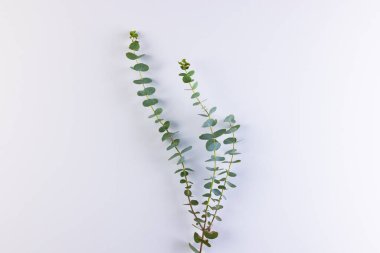 Yapraklı yeşil bitki dalları ve beyaz arka planda kopyalama alanı. Bitki, şekil, doğa ve renk kavramı.