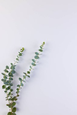 Yapraklı yeşil bitki dallarının dikey görüntüsü ve beyaz arkaplanda kopyalama alanı. Bitki, şekil, doğa ve renk kavramı.