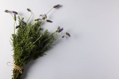 Bir demet mor lavanta çiçeği ve beyaz arka planda kopyalama alanı. Çiçek, bitki, doğa ve renk kavramı.