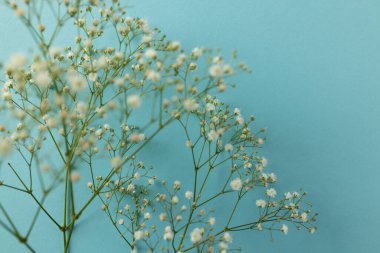 Birden fazla beyaz çiçek ve arka planda kopyalama alanı. Çiçekler ve renk konsepti.