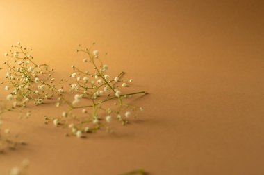 Birden fazla beyaz çiçek ve arka planda kopyalama alanı. Çiçekler ve renk konsepti.