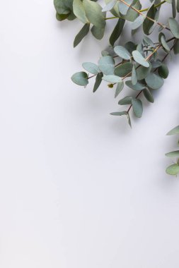 Yapraklı yeşil bitki dallarının dikey görüntüsü ve beyaz arkaplanda kopyalama alanı. Bitki, şekil, doğa ve renk kavramı.