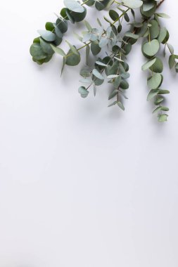 Yapraklı yeşil bitki dallarının dikey görüntüsü ve beyaz arkaplanda kopyalama alanı. Bitki, şekil, doğa ve renk kavramı.