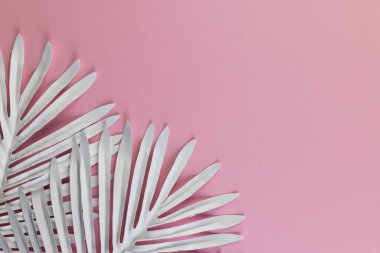 Beyaz bitki pembe arka planda fotokopi alanı ile ayrılır. Bitki, şekil, doğa ve renk kavramı.