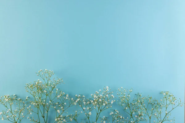 Birden Fazla Beyaz Çiçek Arka Planda Kopyalama Alanı Çiçekler Renk — Stok fotoğraf