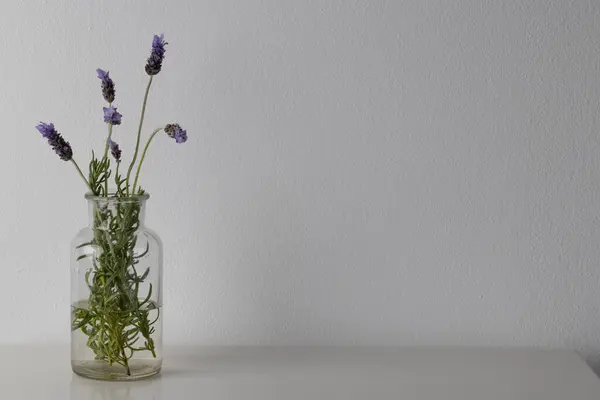 Cam Vazoda Mor Lavanta Çiçekleri Beyaz Arka Planda Kopyalama Alanı — Stok fotoğraf