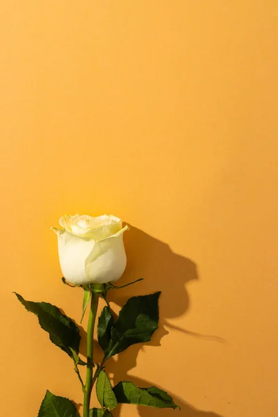 Beyaz Gül Çiçeğinin Dikey Görüntüsü Turuncu Arkaplanda Kopyalama Alanı Çiçek — Stok fotoğraf