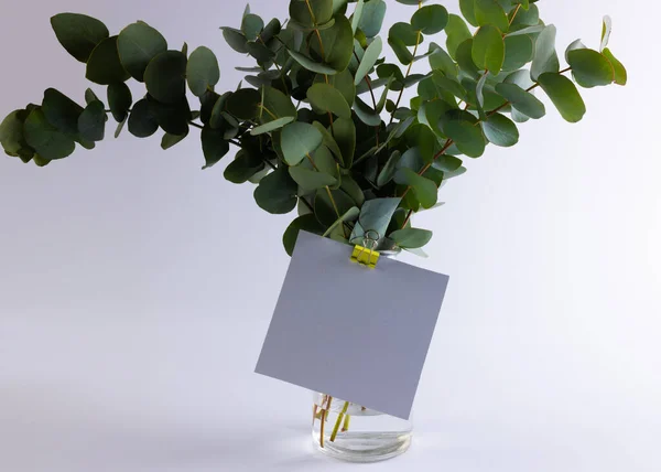 Grüne Pflanzenzweige Mit Blättern Und Weiße Karte Mit Kopierraum Auf — Stockfoto