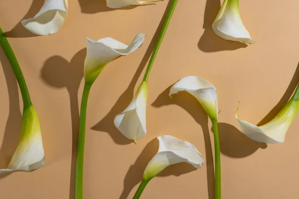 Beyaz Kalia Çiçekleri Turuncu Arka Planda Kopyalama Alanı Çiçek Bitki — Stok fotoğraf