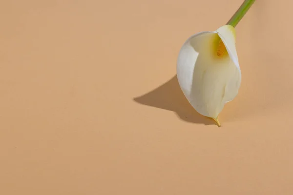 Beyaz Kalia Çiçeği Turuncu Arka Planda Kopyalama Alanı Çiçek Bitki — Stok fotoğraf