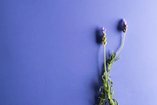 Mor Lavanta Çiçekleri Mor Arkaplanda Kopya Alanı Çiçek Bitki Doğa — Stok fotoğraf