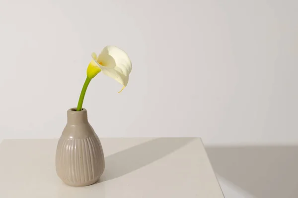 Vazodaki Kalia Çiçeği Beyaz Arka Plandaki Boşluğu Kopyalamak Çiçek Bitki — Stok fotoğraf