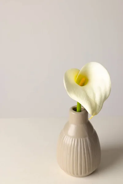 Vazodaki Kalia Çiçeğinin Dikey Görüntüsü Beyaz Arkaplanda Kopyalama Alanı Çiçek — Stok fotoğraf