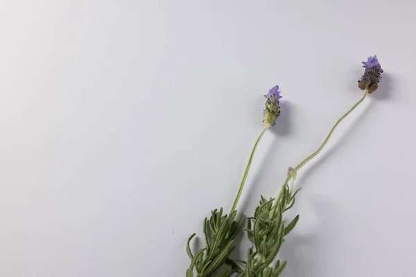Mor Lavanta Çiçekleri Beyaz Arkaplanda Kopyalama Alanı Çiçek Bitki Doğa — Stok fotoğraf