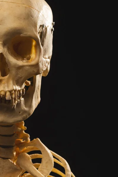 黒い背景のコピースペースを備えたプラスチック製の骨格の垂直画像 ハロウィーン お祝いのコンセプト — ストック写真