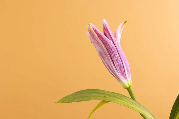 Pembe Zambak Çiçeği Turuncu Arka Planda Kopya Alanı Çiçek Bitki — Stok fotoğraf