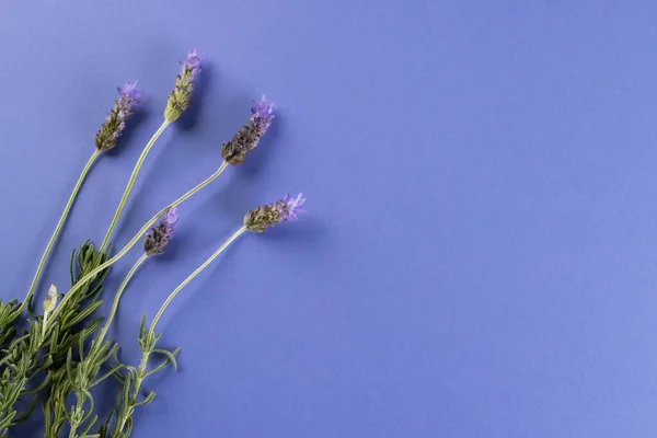 Mor Lavanta Çiçekleri Mor Arkaplanda Kopya Alanı Çiçek Bitki Doğa — Stok fotoğraf