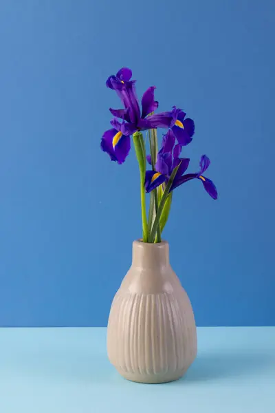 Vazodaki Mor Çiçeklerin Dikey Görüntüsü Mavi Arka Plandaki Boşluğu Kopyala — Stok fotoğraf