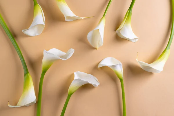 Beyaz Kalia Çiçekleri Turuncu Arka Planda Kopyalama Alanı Çiçek Bitki — Stok fotoğraf
